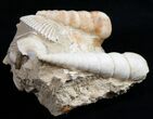 Beautiful Fossil Turritella Cluster - France #10324-2